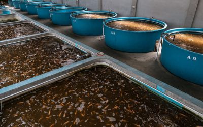 Fish protein production