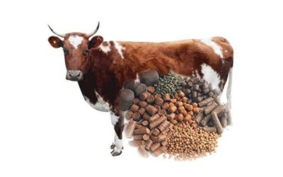  cattle food manufactures